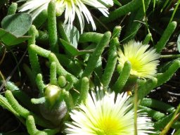Mesembryanthemum tenuiflorum leaves and flowers